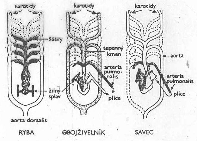 Obratlovci: změny s přechodem od žaberního plicnímu dýchání. Jednotný základ, nejbližší cévní soustava ryb.