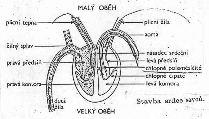 Známé oddíly: 1. Žilný splav (sinus venosus) 2. Předsíně (atrium) 3. Komory (ventriculus) 4.