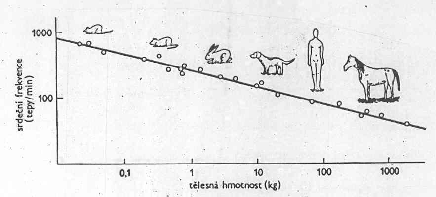 Velikost srdce podle stupně fylogeneze, velikosti živočicha, pohyblivosti (stoupá) člověk 70 200