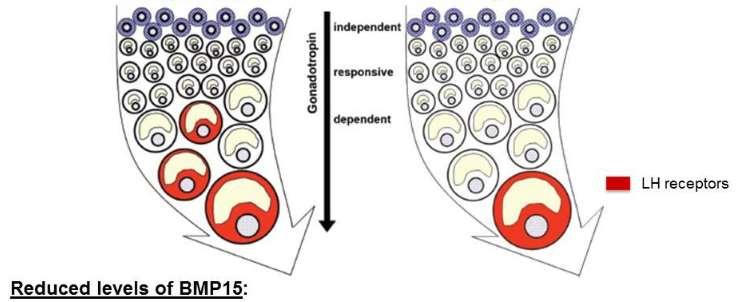 JDE TO I JINAK? Robert Gilchrist, Robinson Institute, University of Adelaide, Austrálie. Oocyty produkované faktory GDF9 a BMP15 synergicky regulují vývoj folikulu.