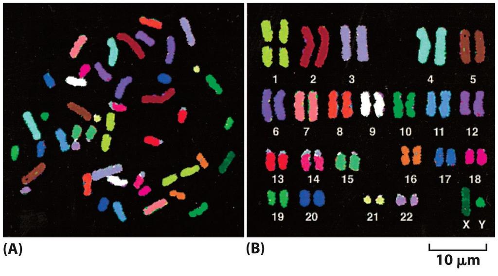 Figure 4-10 Molecular Biology of