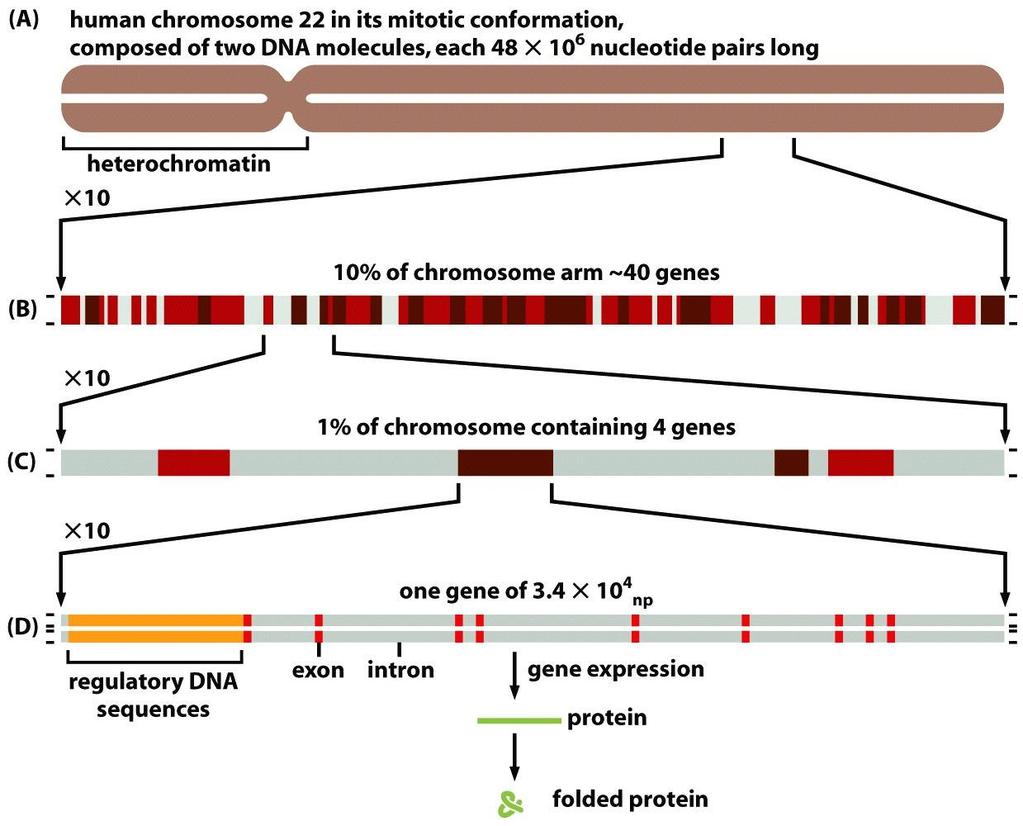 Figure 4-15 Molecular Biology of