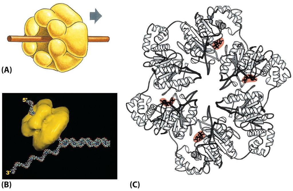 DNA helicase Figure 5-15 Molecular