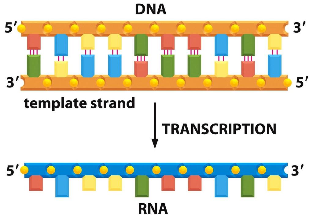 Figure 6-7 Molecular Biology of