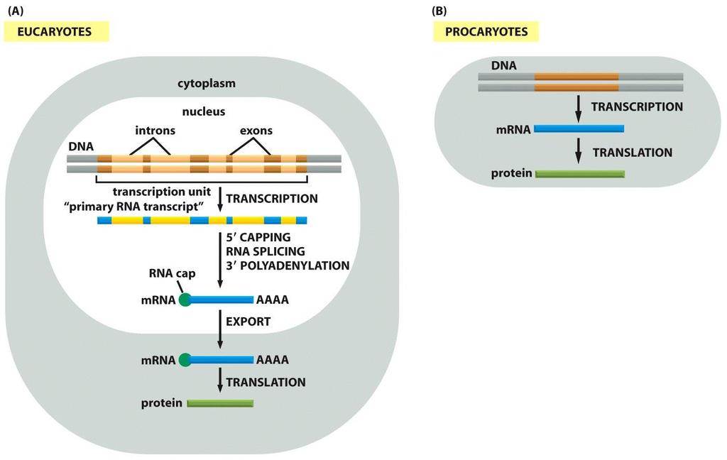 Figure 6-21 Molecular Biology of