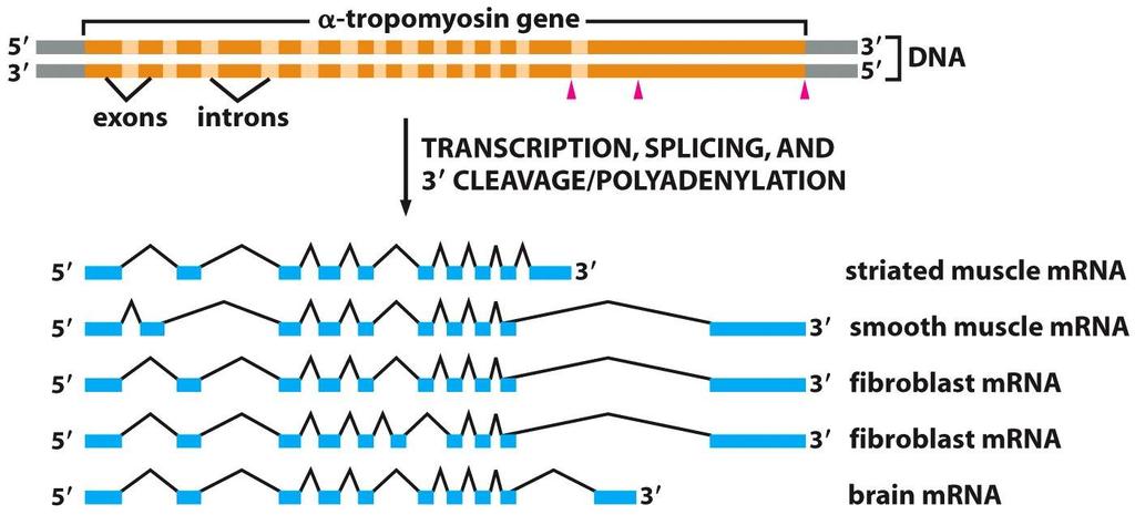 Alternativní sestřih Figure 6-27 Molecular