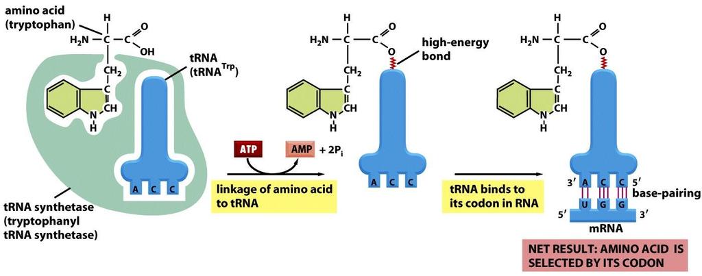 Figure 6-58 Molecular Biology of