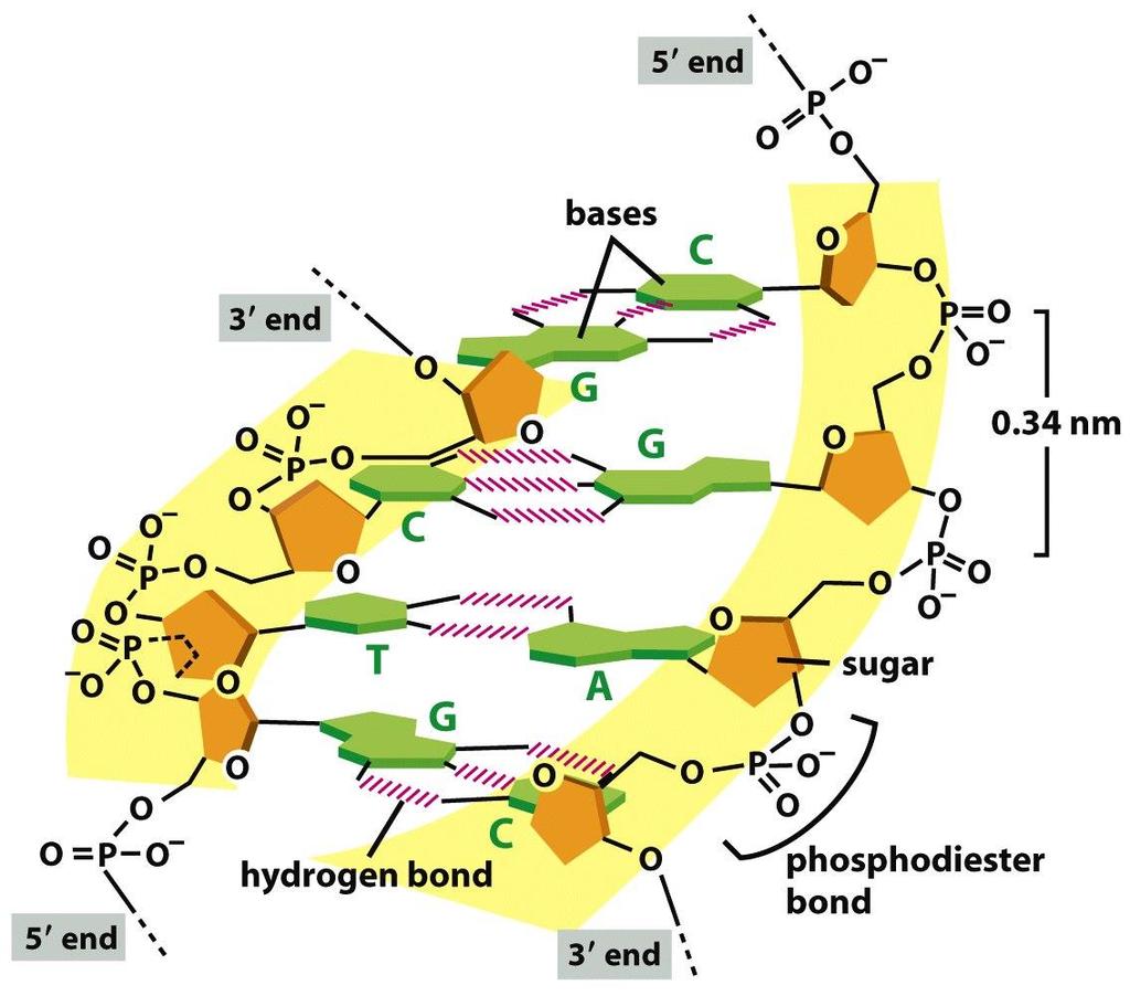 Figure 4-5b Molecular Biology of