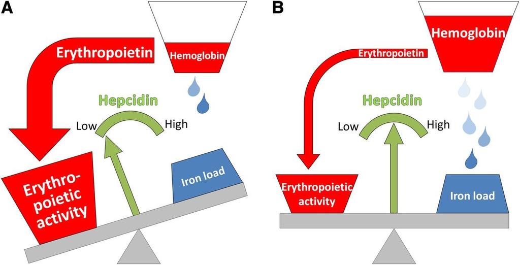 Hepcidin- hormon řídící absorpci Transferin- přenos Fe Feritin a