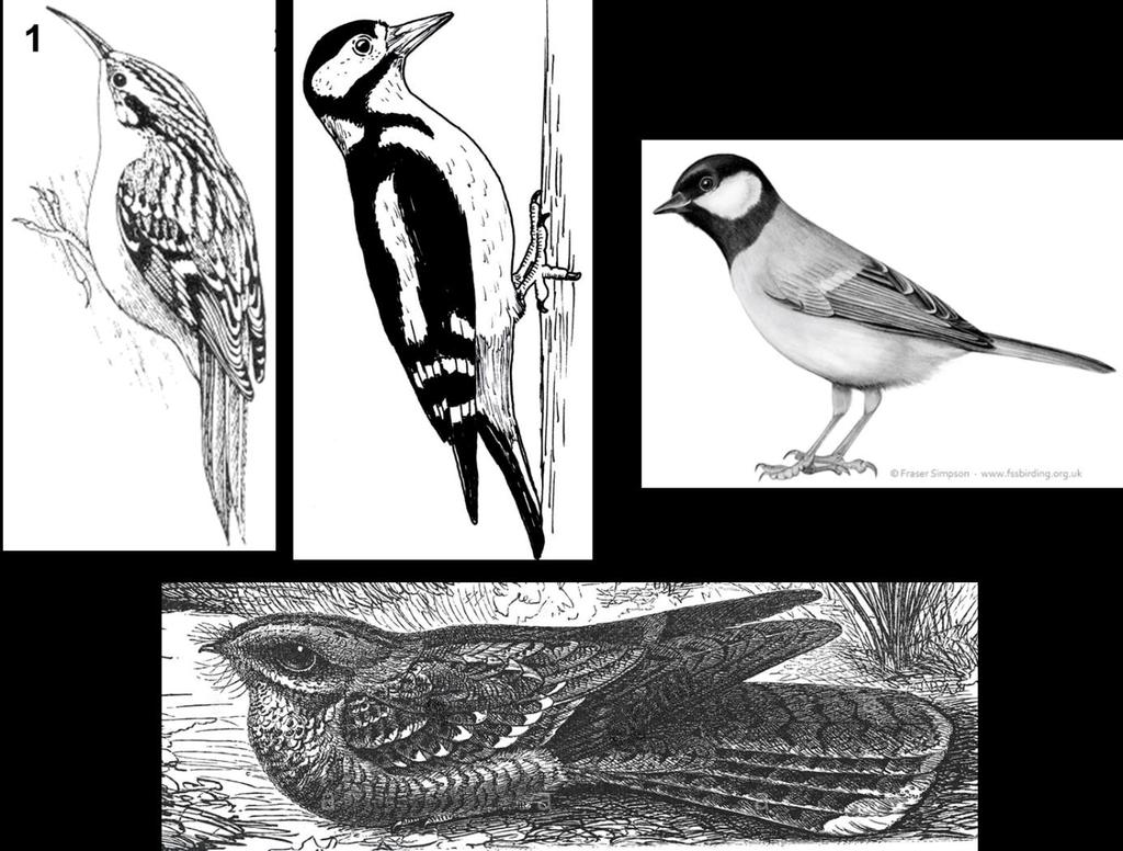 17. U ptáků, kteří se živí hmyzem, se vyvinul různý tvar