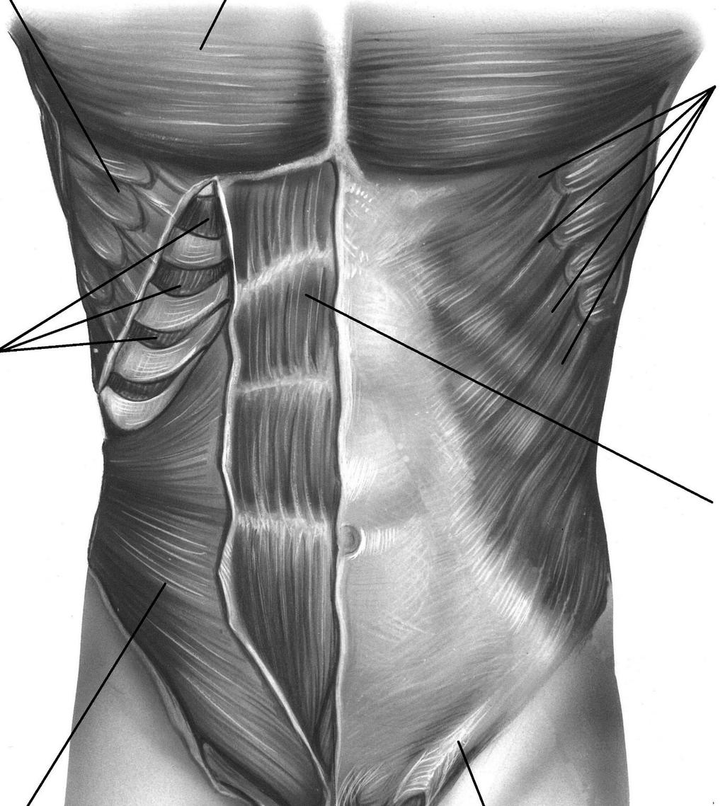 3. Který sval se především zapojuje při běžném dýchání (normální vdech)? 4. Na následujících obrázcích jsou zobrazeny svaly lidského trupu.