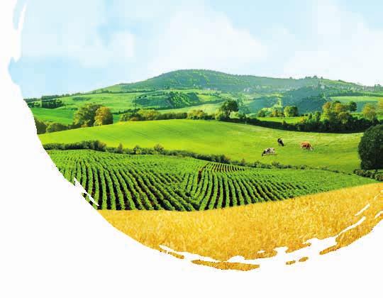 Vysočina 79 90 700 g 100 g = 11,42 Kč na