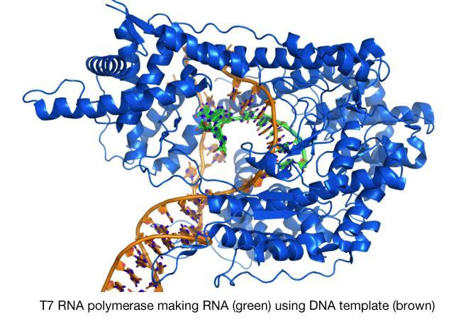 Prokaryota: RNA polymerasa