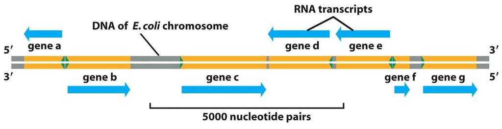 Figure 6-14 Molecular Biology of