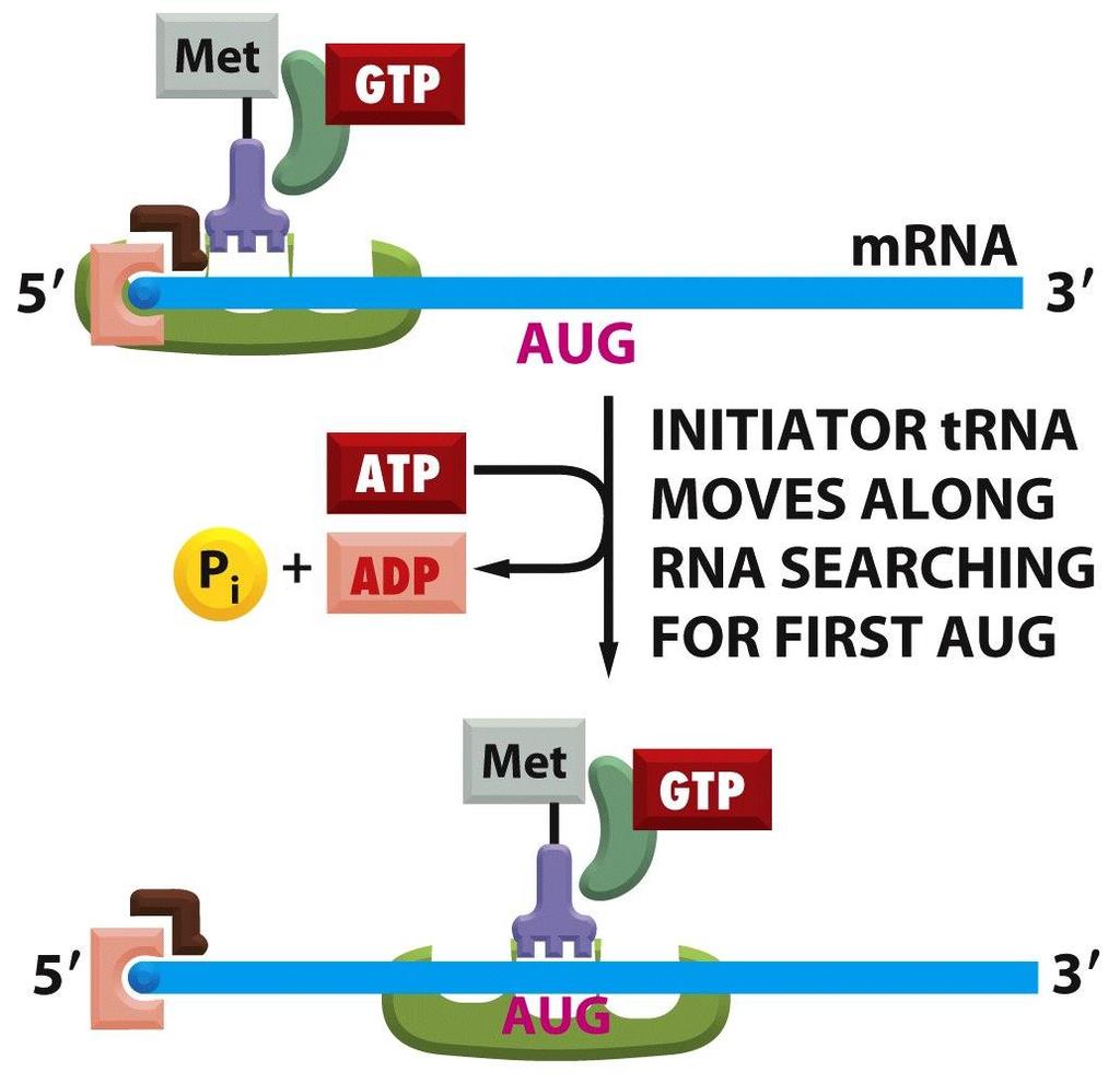 Figure 6-72 (part 2 of 5) Molecular Biology