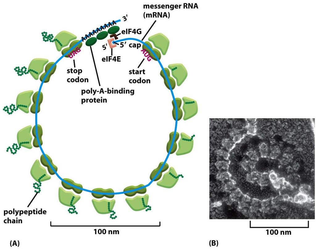 Figure 6-76 Molecular Biology of