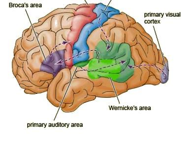 Lobulus parietalis inferior Gyrus supramarginalis Zpracování fonologické a