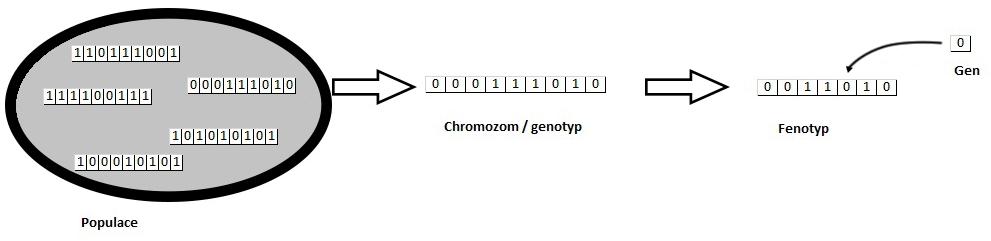 Obrázek 2.1: Vztah populace ke chromozomu/genotypu, fenotypu a genu. Evoluční algoritmy jsou charakteristické tím, že pracují s populací kandidátních řešení.