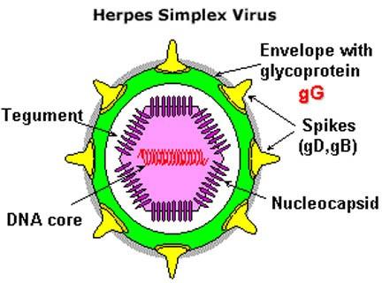 Virus prostého oparu opt.pacificu.