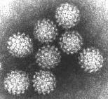 Papillomavirus http://web.uct.ac.