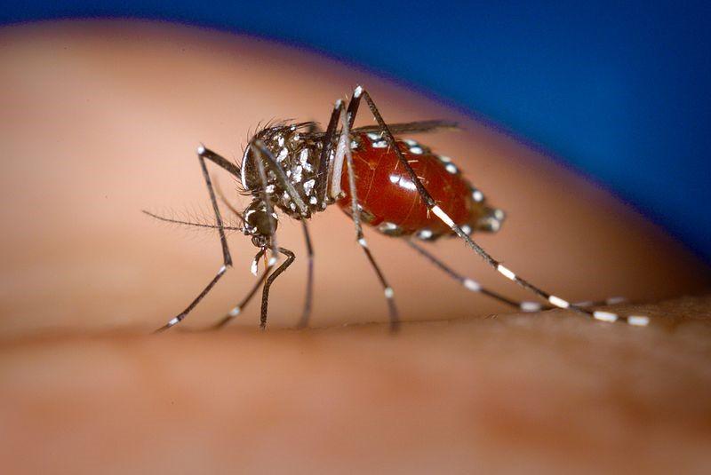 Komár tygrovaný je jedním z přenašečů horečky