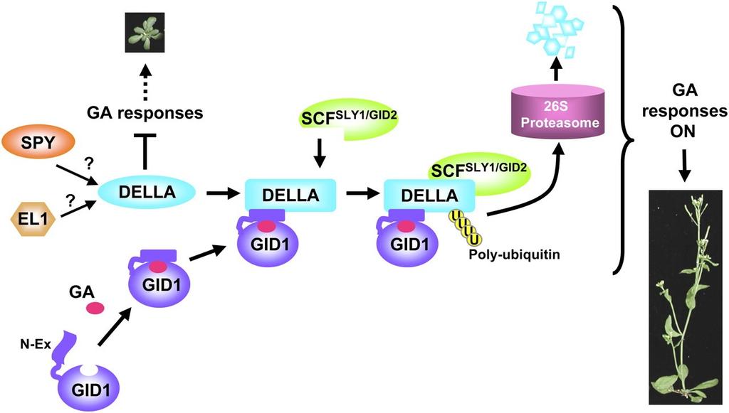 Gibberellinová signalisace Receptor GID1 (GIBBERELLIN-INSENSITIVE DWARF1) Hydroláza s afinitou ke GA, po navázání