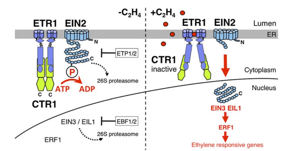 Ethylén Ethylén váže ETR1, CTR1 přestane fosforylovat EIN2 EIN2 se nedegraduje, ale štěpí a C-term.