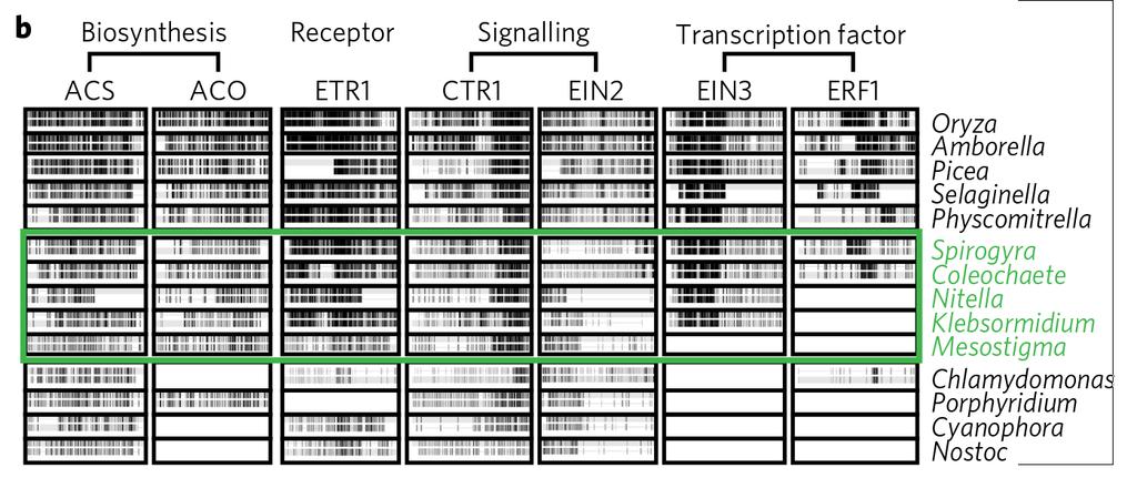Evoluce ethylénové signalisace Receptor ETR1 pochází genovým transferem ze sinic!