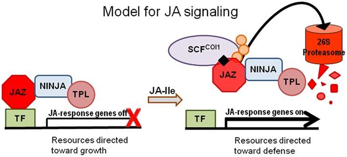 Jasmonátová signální dráha Identický mechanismus jako auxin (TIR1) SCF-komplex stimulovaný jasmonáty Receptor COI1