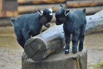 The new species of antelope in the Zoo became two males of East African oryx (Oryx gazella beisa).