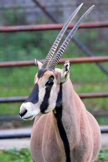 In the years to come it is planned to reduce their numbers in our Zoo and keep only a couple of pieces for the visitors.