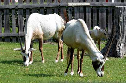 Stádo přímorožců arabských (Oryx leucoryx) Přímorožec beisa (Oryx gazella beisa) Mládě adaxe (Addax nasomaculatus) Mláďata