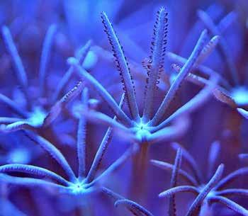 The existing sweetwater aquaria were completed hemichromis frenpongi (Hemichromis frempongi), rosy barb (Puntius conchonius), Siamese algae eater (Crossocheilus siamensis), purplehead barb