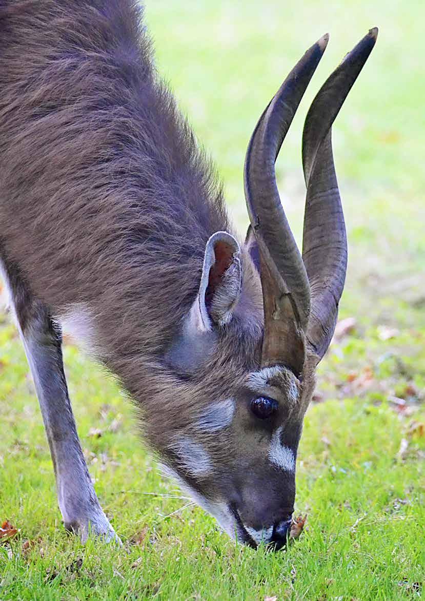 savci Mammalia adax Addax nasomaculatus alpaka Vicugna pacos antilopa jelení Antilope cervicapra antilopa losí Taurotragus oryx gibon lar Hylobates lar jaguár Panthera onca jaguár černá forma