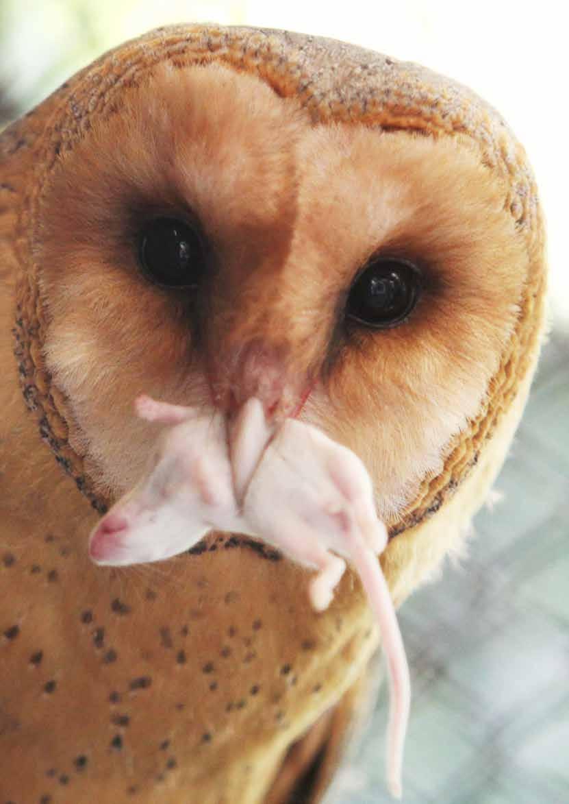 In the rescue of these rare species of owls, we closely cooperate with the Rescue Station and the House of Nature Poodří in Bartošovice na Moravě, which has been running a long-term reintroduction