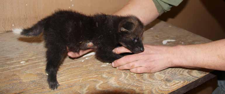 Veterinární Během roku bylo provedeno mnoho běžných zákroků, například označování mláďat mikročipem, ošetření drobných zranění zvířat, vakcinace, odčervení či vyšetření zvířat před transportem.