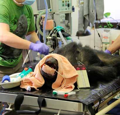 Během anestezie byla šimpanzice důkladně prohlédnuta, byl jí proveden ultrazvuk břicha a chovatelé jí ostříhali nehty.