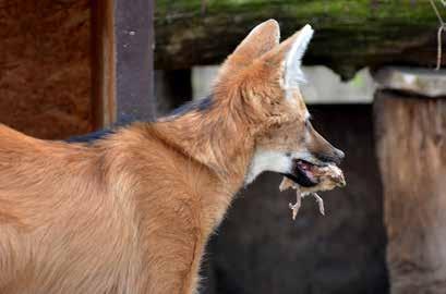 krmení Krmení Výživa zvířat v zoologických zahradách je dynamické odvětví, které reaguje na přísun informací a poznatků vycházejících nejen z odborných výzkumů a pozorování, ale také ze zkušeností