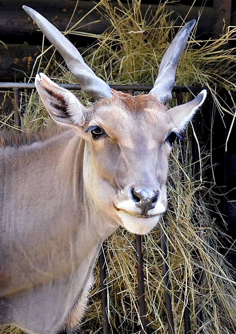 ekonom EKONOMIKA ZOO Hlavním zdrojem financování zahrady je neinvestiční příspěvek zřizovatele, jímž je Město Hodonín. V roce nám byl poskytnut provozní příspěvek ve výši 10 702 tis. Kč.