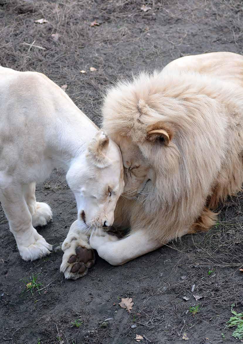 Zdenka Vavrysová, zooložka Mláďata tygrů ussurijských (Panthera Tigris altaica) z roku 2017 jsou stále k vidění v pavilonu šelem.