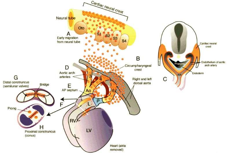 Úloha buněk neurální lišty v septaci výtokové