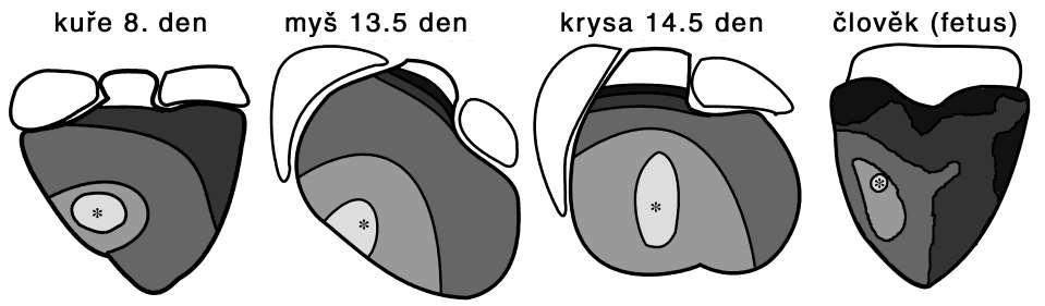 Tawarova raménka v akci Isochronální