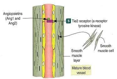 Další faktory ovlivňující tvorbu cév a jejich diferenciaci Angiopoetin -1, -2 / receptor Tie 1, Tie 2 podmiňují strukturální