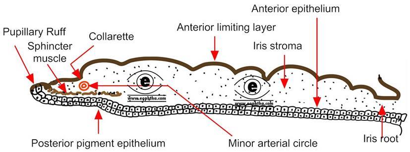 ruff stroma iridis stratum anterius nonvasculosum obsahuje m.