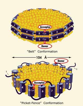 FRET umožňuje rozlišit mezi více variantami uspořádání proteinů apoa-i protein reguluje metabolismus cholesterolu.