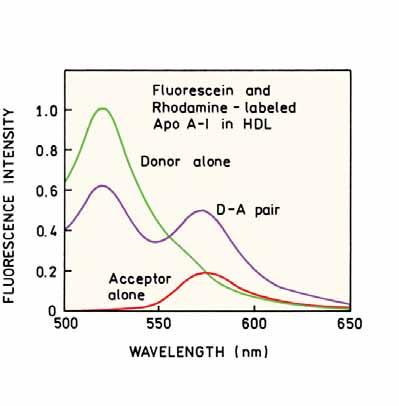 proteinů byl naznačen fluoresceinem (Donor) a druhý tetrametylrodaminem (Akceptor) Nejdříve bylo změřeno emisní spektrum samotného donoru na jednom řetězci ApoA-I Po přidání