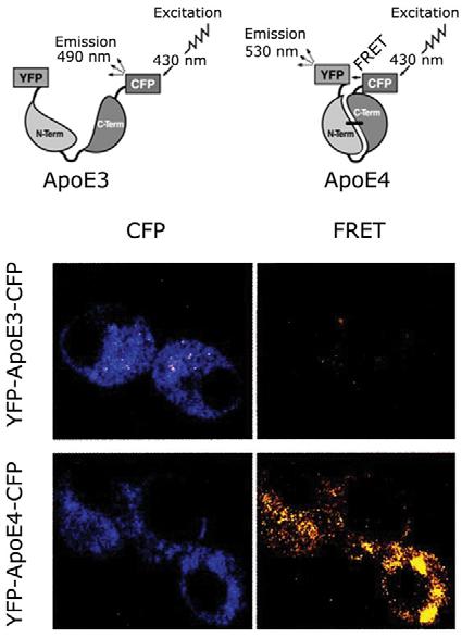 Skládání proteinů in vivo ApoE4 je spojen s Alzheimerovou nemocí a váže se na nervové buňky ApoE3 má podobnou sekvenci AK, ale na nervové buňky se neváže Bylo navrženo, že vazebná schopnost k