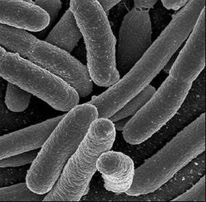 Escherichia coli,