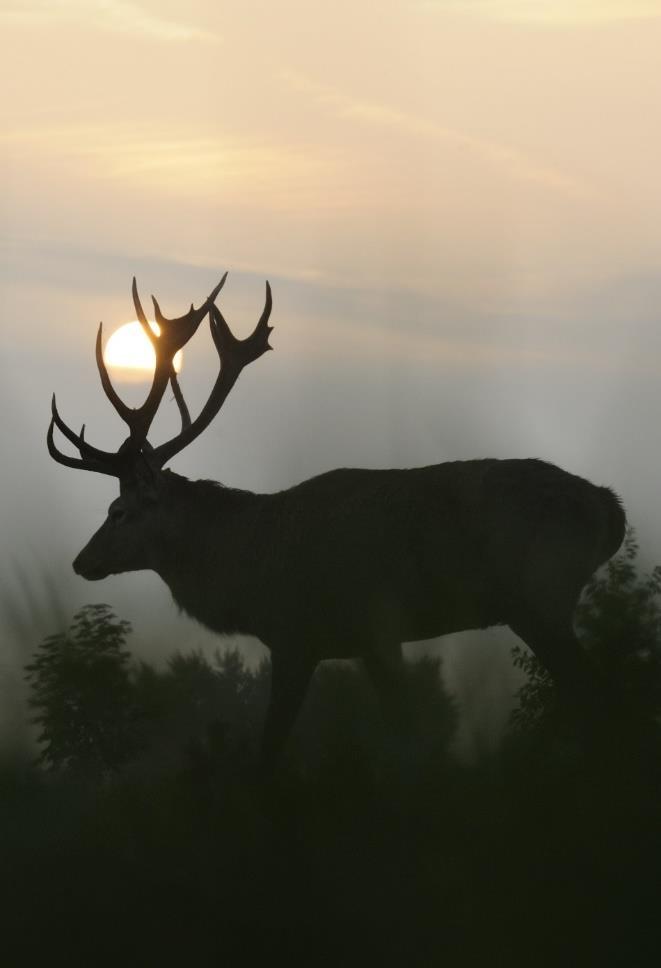 VVS produkty pro spárkatou zvěř» Minerální krmiva suchá sypká» aglomerovaná obsahují jak makro-, tak mikroelementy a vitamíny A, D3, E a C Premin Roe Deer, Premin Red Deer, Premin Fallow Deer, Premin