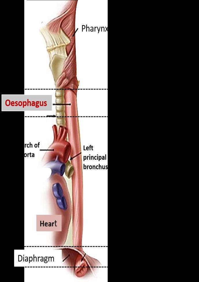 Anatomie jícnu Stavba stěny jícnu: - sliznice - dlaždicový vrstevnatý epitel - Svalovina v horní 1/3 příčně